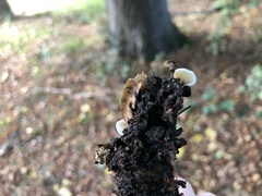 Crepidotus variabilis