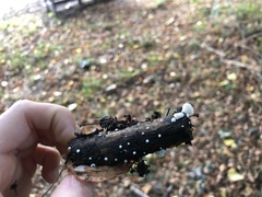 Crepidotus variabilis