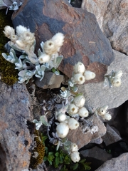 Anaphalis nepalensis