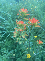 Castilleja coccinea
