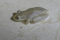 Scinax nasicus
