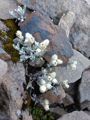 Anaphalis nepalensis