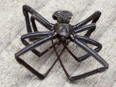 Latrodectus hesperus