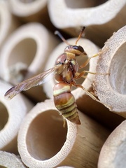 Euodynerus pratensis