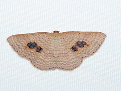 Epicyme rubropunctaria