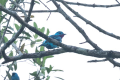 Cotinga cayana