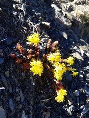 Sedum morrisonense