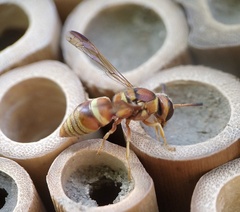 Euodynerus pratensis