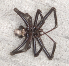 Latrodectus hesperus