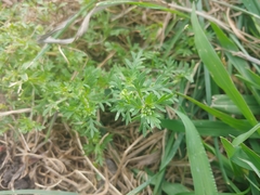 Lepidium didymum