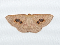 Epicyme rubropunctaria