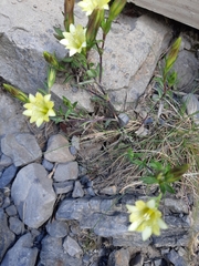 Gentiana itzershanensis