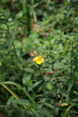 Ludwigia octovalvis