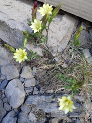 Gentiana itzershanensis