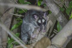 Philander opossum