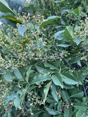 Euonymus fortunei