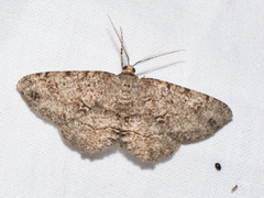 Melanolophia