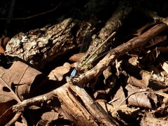 Argia apicalis