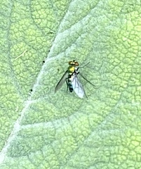 Condylostylus longicornis