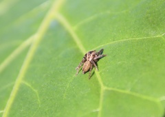 Trite auricoma