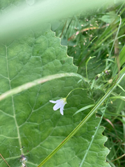 Campanula aparinoides