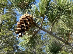 Pinus flexilis