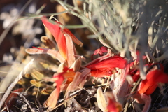 Leptosema chambersii