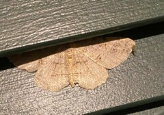 Melanolophia signataria