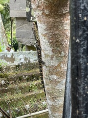 Varanus salvator bivittatus
