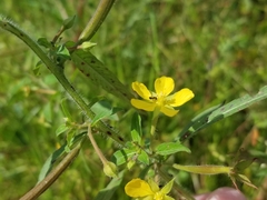 Ludwigia leptocarpa