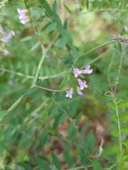 Vicia disperma