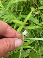 Campanula aparinoides