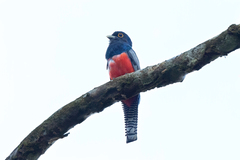 Trogon curucui