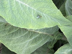 Condylostylus longicornis