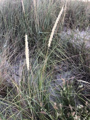 Sporobolus alterniflorus