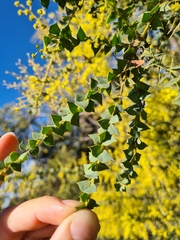 Acacia pravissima