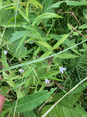 Campanula aparinoides