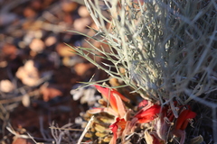 Leptosema chambersii
