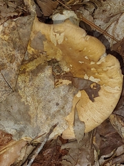 Russula compacta