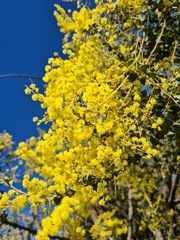 Acacia pravissima