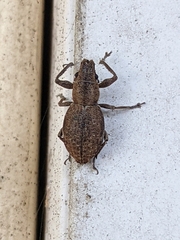 Pantomorus cervinus