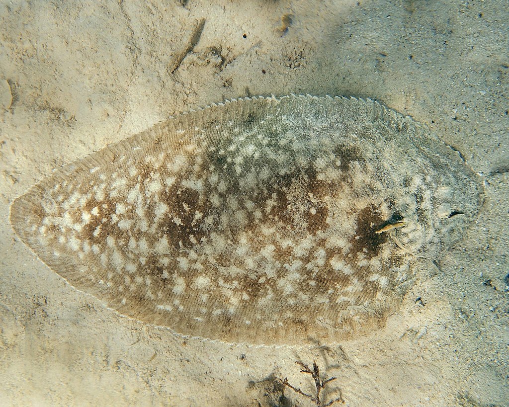 Spotted Sole