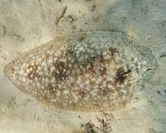 Phyllichthys punctatus