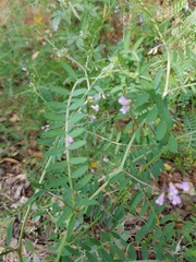 Vicia disperma