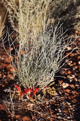 Leptosema chambersii