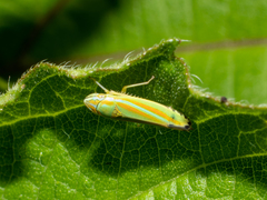 Graphocephala