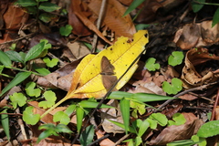 Hermeuptychia hermes