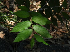 Ulmus alata