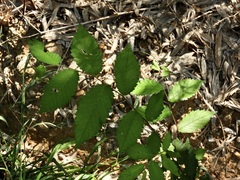 Ulmus alata