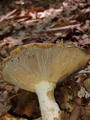 Russula compacta